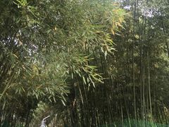 -西安市长乐公园