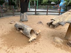 -深圳野生动物园
