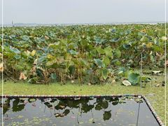 -渔娘蟹庄(阳澄湖莲花岛店)