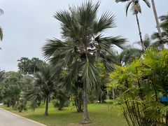 -中国科学院西双版纳热带植物园