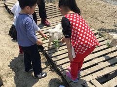 -小鱼草莓采摘园农家乐·小鱼餐厅