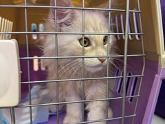 -小猫来了·猫舍(红山六九七九店)