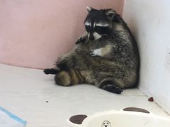 -浣熊柯尔鸭土拨鼠·电玩咖