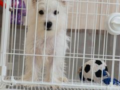 -翊宠yipet猫狗购宠庄园犬舍•猫舍