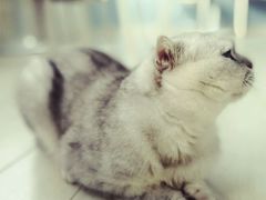 -喵的天空名猫咖啡馆·撸猫·猫舍·用品