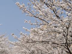 -高东镇樱花园