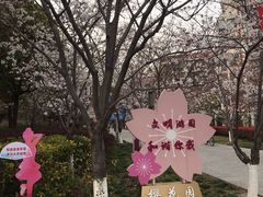 -高东镇樱花园