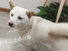 -柴迷FANS CLUB·柴犬狗咖·猫咖