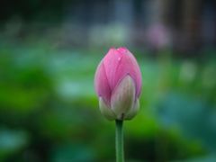 -万源龙顺度假庄园生态观光园