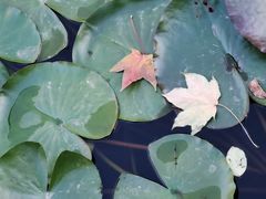 -黑龙江省森林植物园