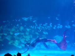 -常州海昌海洋探索馆