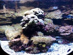 -西雅图水族馆