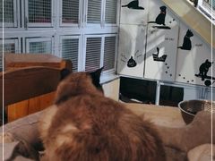 -猫小院猫主题咖啡厅(北锣店)