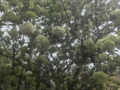 -武汉大学-樱园