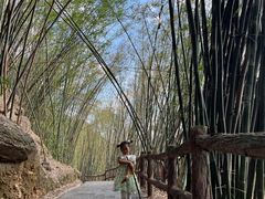 -铁山坪森林公园