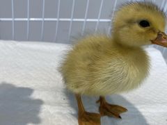 -怪兽屋·羊驼·猫咖·狗咖(俊华广场店)