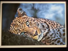 -罗红摄影艺术馆