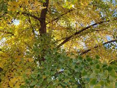 -长白岛森林公园