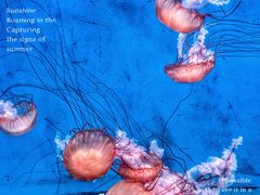 -大连老虎滩海洋公园