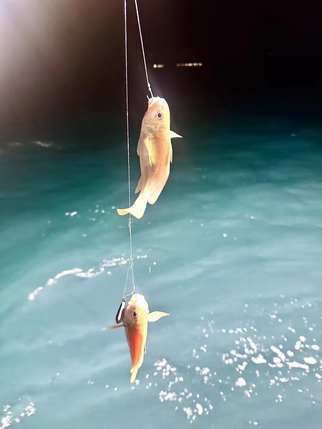 双月湾出海夜钓,正是钓鱿鱼的时候