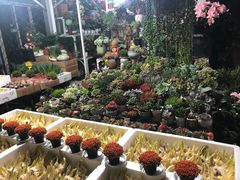-曲阳花鸟市场(曲阳路店)