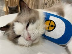 -楼上猫咖(罗湖店)