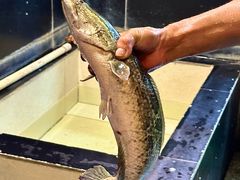 -百岁鱼(人民路店)