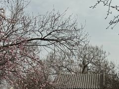 -桃花堤公园