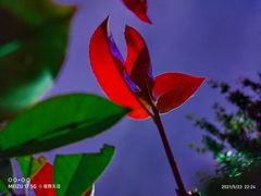 -天鹅湖体育公园