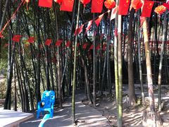 -铁山坪森林公园