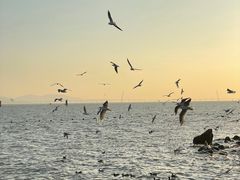 -深圳湾公园(南山区)