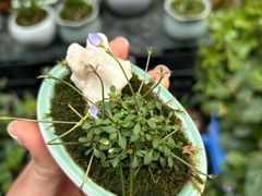 -苏州市皮市街花鸟工艺品市场