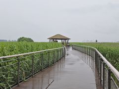 -东平国家森林公园