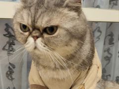 -楼上猫咖(罗湖店)