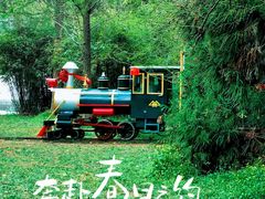 -上海共青森林公园