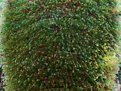 -深圳东部华侨城茵特拉根酒店