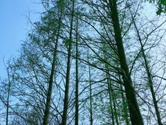 -桤木河湿地公园