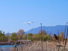 -野鸭湖国家湿地公园