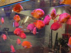 -朱光玉火锅馆(正弘城店)