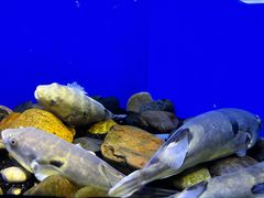 -上海海洋水族馆