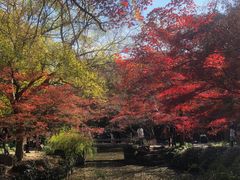-秋霞圃