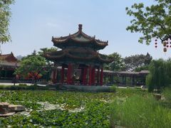 -曹州牡丹园