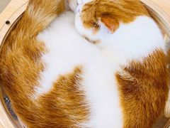 -飞行喵MR PILOT|猫舍·猫咖(静安大融城店)