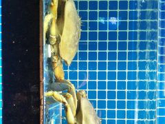 -徽三说·土徽菜·中国徽菜连锁品牌(一中店)