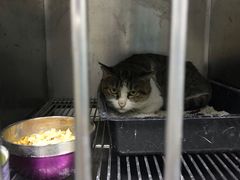 -中农大我爱我爱24h动物医院·中医针灸·猫专科·骨科医疗中心(双井店)