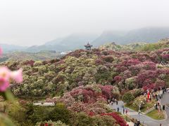 -贵州百里杜鹃风景名胜区