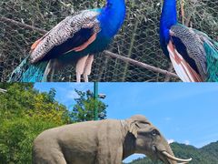 -栾川竹海野生动物园