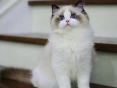 -欣宠猫屋·矮脚拿破仑·蓝金金渐层