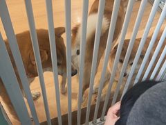 -是阿柴呀！柴犬咖啡·爱喵喵猫咖