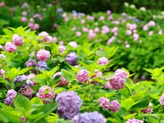 -上海滨江森林公园